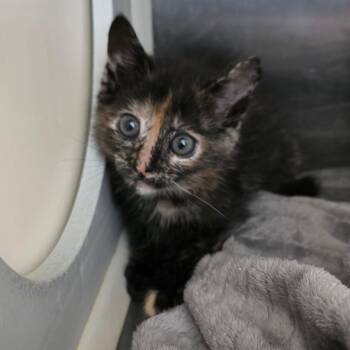 African Violet -  Domestic Short Hair Cat for Adoption in Chatham, Virginia - African Violet | PetCurious