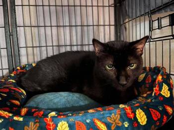 Karma -  Domestic Short Hair Cat for Adoption in Virginia Beach, Virginia - Karma | PetCurious