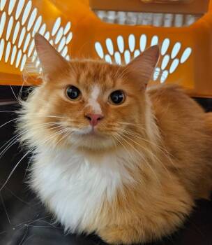 Josh -  Domestic Medium Hair Cat for Adoption in Bloomington, Indiana - Josh | PetCurious