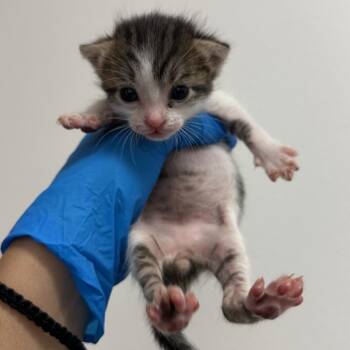 UFO U2 -  Domestic Short Hair Cat for Adoption in Edinburg, Texas - UFO U2 | PetCurious