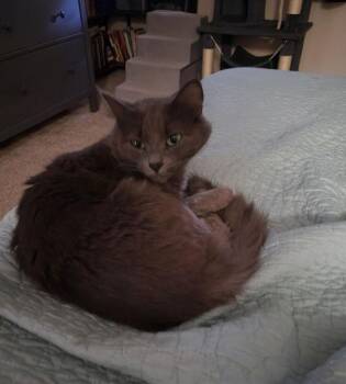 Domestic Medium Hair Cats Available for Adoption - Millie | PetCurious