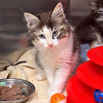 Genevieve -  Domestic Short Hair Cat for Adoption in Cumming, Georgia - Genevieve | PetCurious