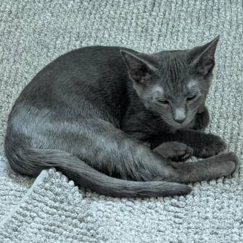 Zeus -  Russian Blue Cat for Adoption in Tustin, California - Zeus | PetCurious