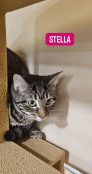 Stella Shewman -  Domestic Short Hair Cat for Adoption in Stowe, Pennsylvania - Stella Shewman | PetCurious