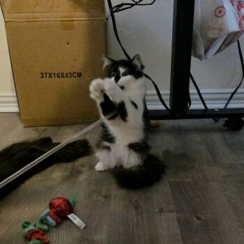 Ella -  Domestic Medium Hair Cat for Adoption in Edmond, Oklahoma - Ella | PetCurious