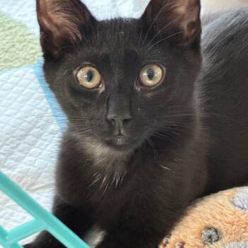 Georgia -  Domestic Short Hair Cat for Adoption in Roslyn Heights, New York - Georgia | PetCurious