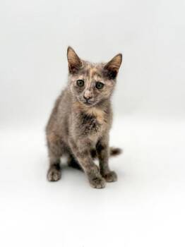 Cameron -  Domestic Long Hair and Domestic Short Hair Cat for Adoption in Bowling Green, Kentucky - Cameron | PetCurious