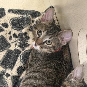 Sadness (26-3C-2) -  Domestic Short Hair Cat for Adoption in Rifle, Colorado - Sadness (26-3C-2) | PetCurious