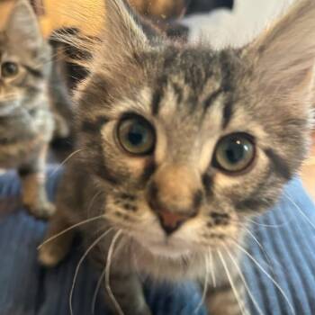 Missile Kid -  Domestic Medium Hair Cat for Adoption in Bloomington, Illinois - Missile Kid | PetCurious