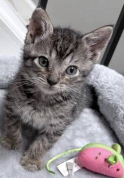Sally -  Domestic Medium Hair Cat for Adoption in Montgomery, Texas - Sally | PetCurious