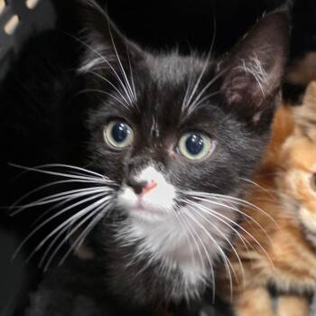 Coors Robinson -  Domestic Short Hair Cat for Adoption in Abingdon, Maryland - Coors Robinson | PetCurious