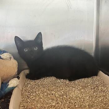 JAN -  Domestic Short Hair Cat for Adoption in Riverside, California - JAN | PetCurious