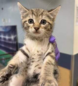 GINA -  Domestic Short Hair Cat Available for Adoption in Doral, Florida - GINA | PetCurious