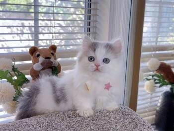 MK033 -  Munchkin Cat for Sale in Los Angeles, California - MK033 | PetCurious