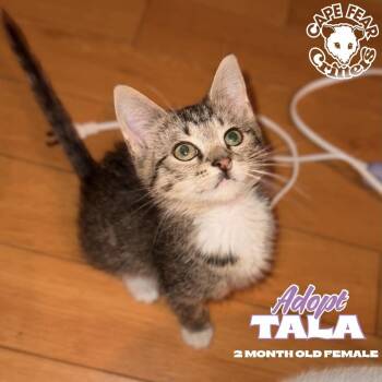 Tala -  Domestic Short Hair Cat for Adoption in Wilmington, North Carolina - Tala | PetCurious