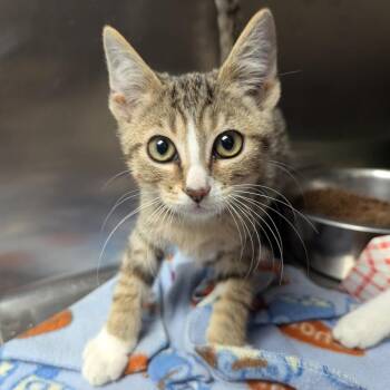 Bumble -  Domestic Short Hair Cat for Adoption in Evansville, Indiana - Bumble | PetCurious