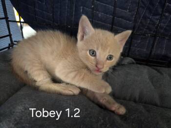 Tobey -  Domestic Short Hair Cat Available for Adoption in Dixon, California - Tobey | PetCurious