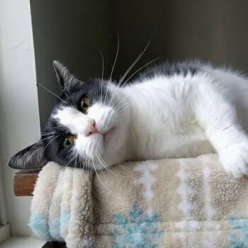 Domestic Medium Hair Cats Available for Adoption in Charleston, South Carolina - Poppy  | PetCurious