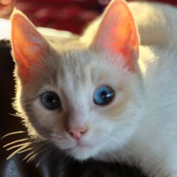 Rescue Domestic Short Hair Cats for Adoption in Sonora, California - Huey | PetCurious