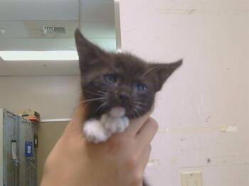 A925020 -  Domestic Short Hair Cat for Adoption in Sacramento, California - A925020 | PetCurious