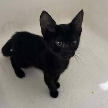 Cam -  Domestic Short Hair Cat for Adoption in Bentonville, Arkansas - Cam | PetCurious