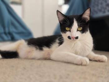 Rescue Domestic Short Hair Cats for Adoption in Fitchburg, Massachusetts - Mallory | PetCurious
