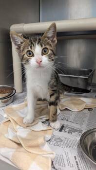 Abba -  Domestic Short Hair Cat for Adoption in Evansville, Indiana - Abba | PetCurious