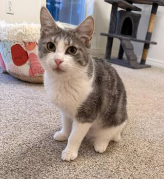 Mars (Needs Patience) -  Domestic Short Hair Cat for Adoption in Mobile, Alabama - Mars (Needs Patience) | PetCurious