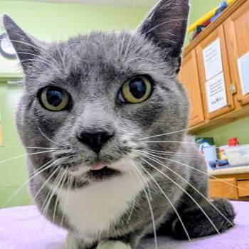 Rescue Domestic Short Hair Cats for Adoption in Warren, Pennsylvania - Johnny Blepp | PetCurious