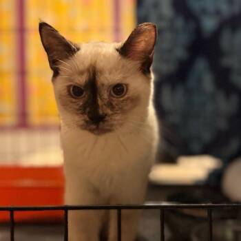Coconut -  Siamese Cat for Adoption in Grove City, Ohio - Coconut | PetCurious