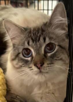 Siamese Cats Available for Adoption in Elizabethton, Tennessee - HANK | PetCurious