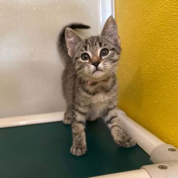 Alexa -  Domestic Short Hair and Tabby Cat for Adoption in Penn Yan, New York - Alexa | PetCurious