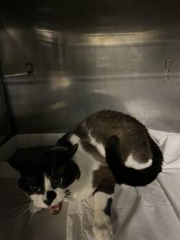 Domestic Short Hair Cats Available for Adoption - COCO | PetCurious