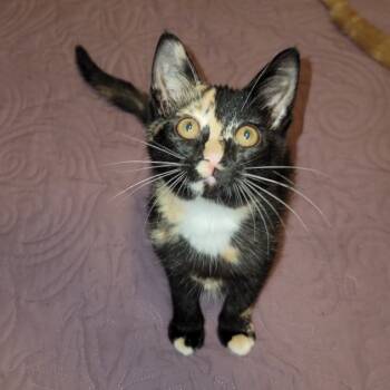 Rescue Domestic Short Hair Cats for Adoption in Leander, Texas - Savannah | PetCurious