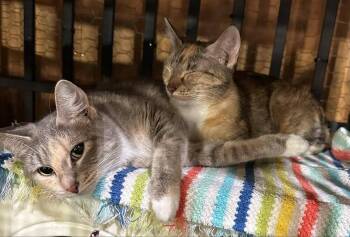 Rescue Domestic Short Hair Cats for Adoption in Plymouth, Minnesota - Paris | PetCurious