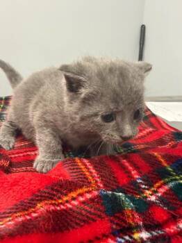 Domestic Short Hair Cats Available for Adoption in Bloomington, Indiana - Rhonda | PetCurious