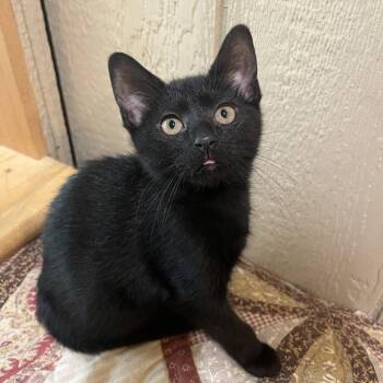 0826-140 Faith -  Domestic Short Hair Cat for Adoption in Abingdon, Maryland - 0826-140 Faith | PetCurious