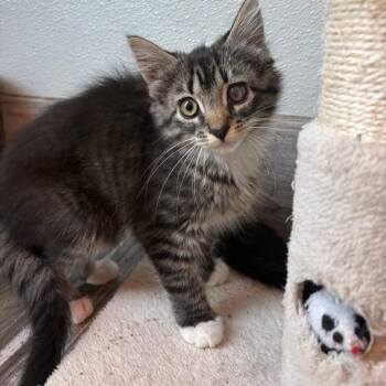 Siracha -  Domestic Long Hair Cat for Adoption in West Des Moines, Iowa - Siracha | PetCurious