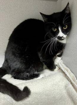 Rescue Tuxedo and Domestic Short Hair Cats for Adoption in Red Bluff, California - *Waisy | PetCurious