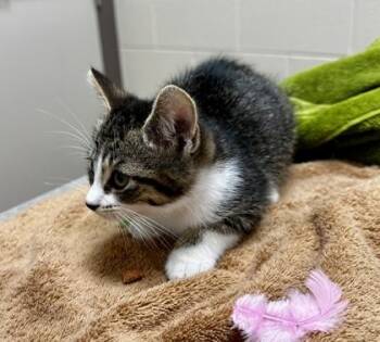 Popcorn -  Domestic Short Hair Cat for Adoption in Westland, Michigan - Popcorn | PetCurious