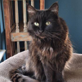 Rescue Turkish Angora and Domestic Long Hair Cats for Adoption in Santa Fe, New Mexico - Halloweena [Permanent Foster] | PetCurious