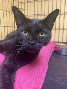 Rescue Domestic Short Hair Cats for Adoption in Jackson, Mississippi - Echo | PetCurious