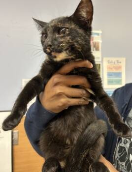 Rescue Domestic Short Hair Cats for Adoption in Atlanta, Georgia - Mochi | PetCurious