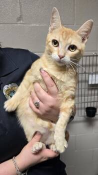 Domestic Short Hair Cats Available for Adoption in Friendswood, Texas - Dorito | PetCurious