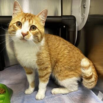 Domestic Short Hair Cats Available for Adoption in Warrensburg, Missouri - Jax | PetCurious