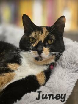 Domestic Short Hair Cats Available for Adoption in Chilliwack, British Columbia - Juney | PetCurious