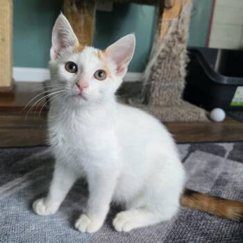 Miso (paired with a sibling) -  Domestic Short Hair Cat for Adoption in Reisterstown, Maryland - Miso (paired With A Sibling) | PetCurious
