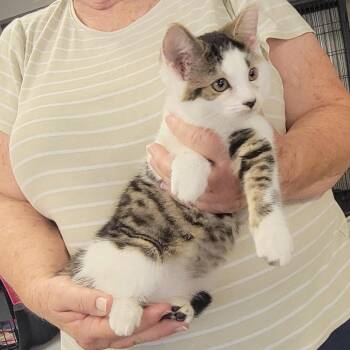 EYEBROW -  Domestic Medium Hair Cat for Adoption in Willows, California - EYEBROW | PetCurious