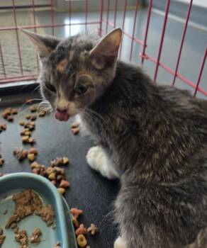 Helium -  Domestic Short Hair Cat for Adoption in Evansville, Indiana - Helium | PetCurious