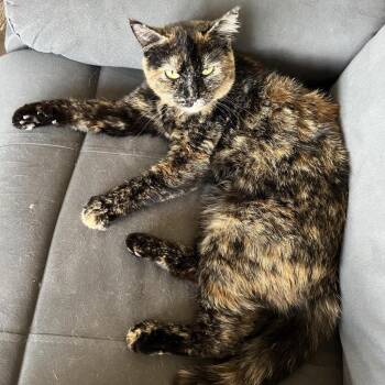 Lilabet Caywood -  Domestic Short Hair Cat for Adoption in Eagle Mountain, Utah - Lilabet Caywood | PetCurious
